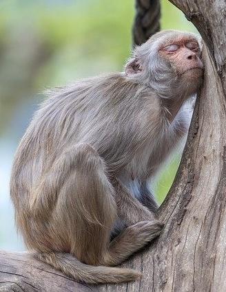 Tierpark Preding
