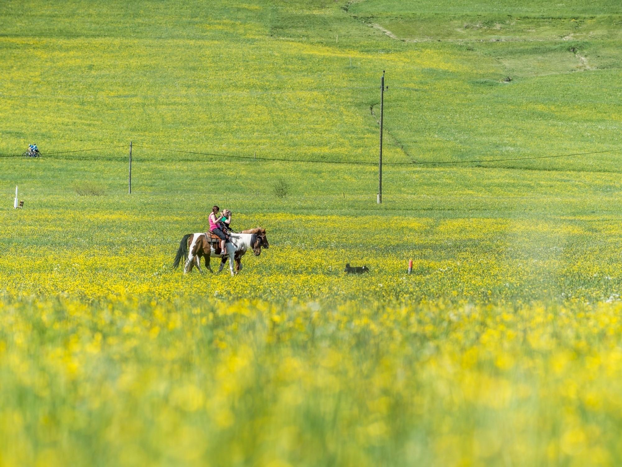 Reiten in der Umgebung