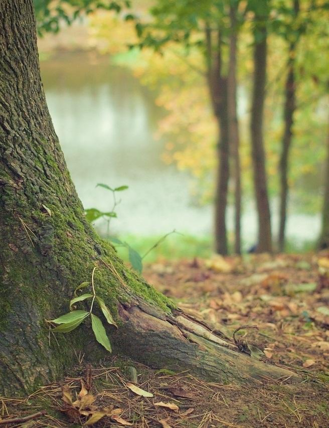 1 Buchung = 1 Baum