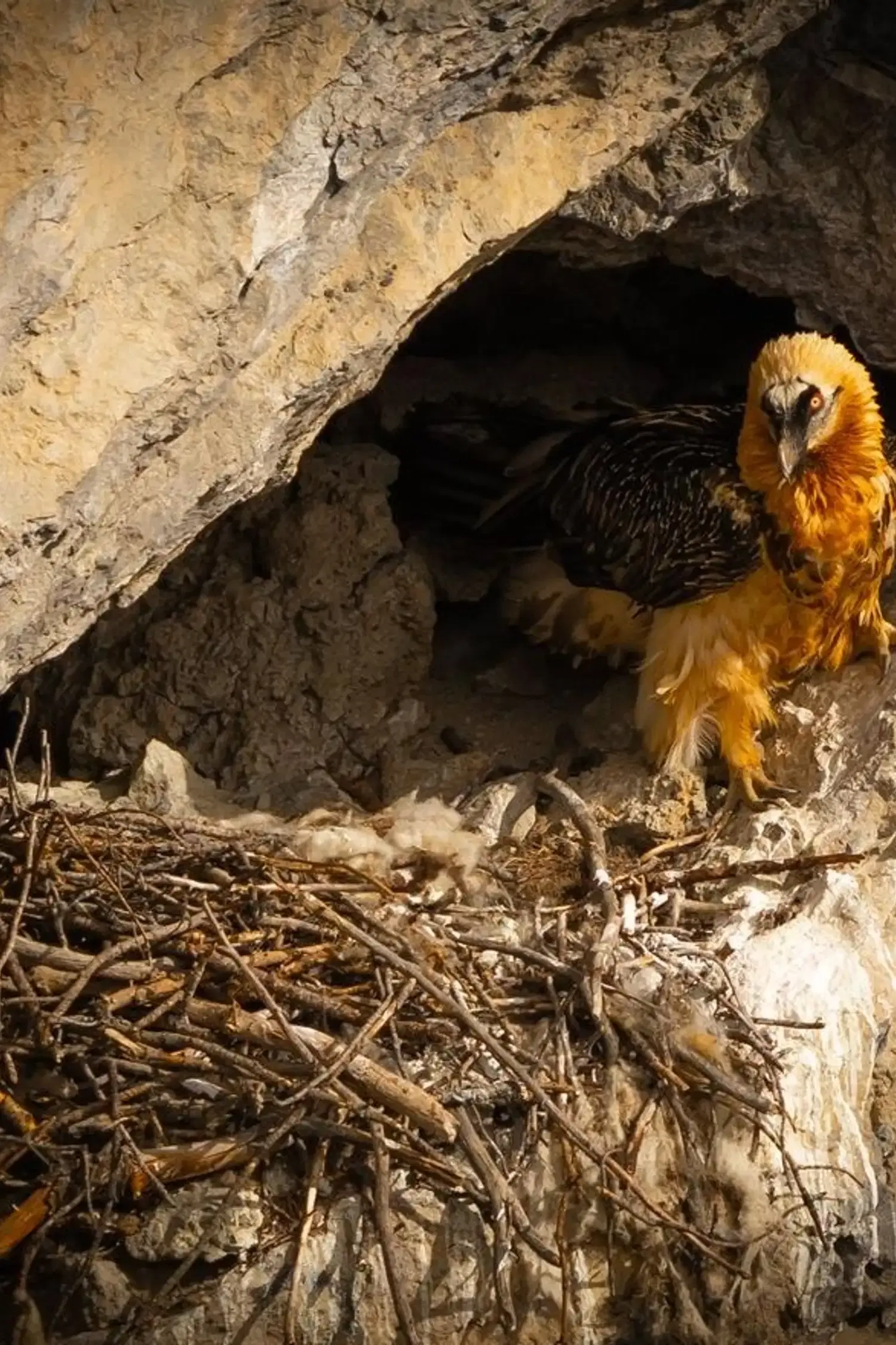 2nd treasure: The return of the bearded vulture