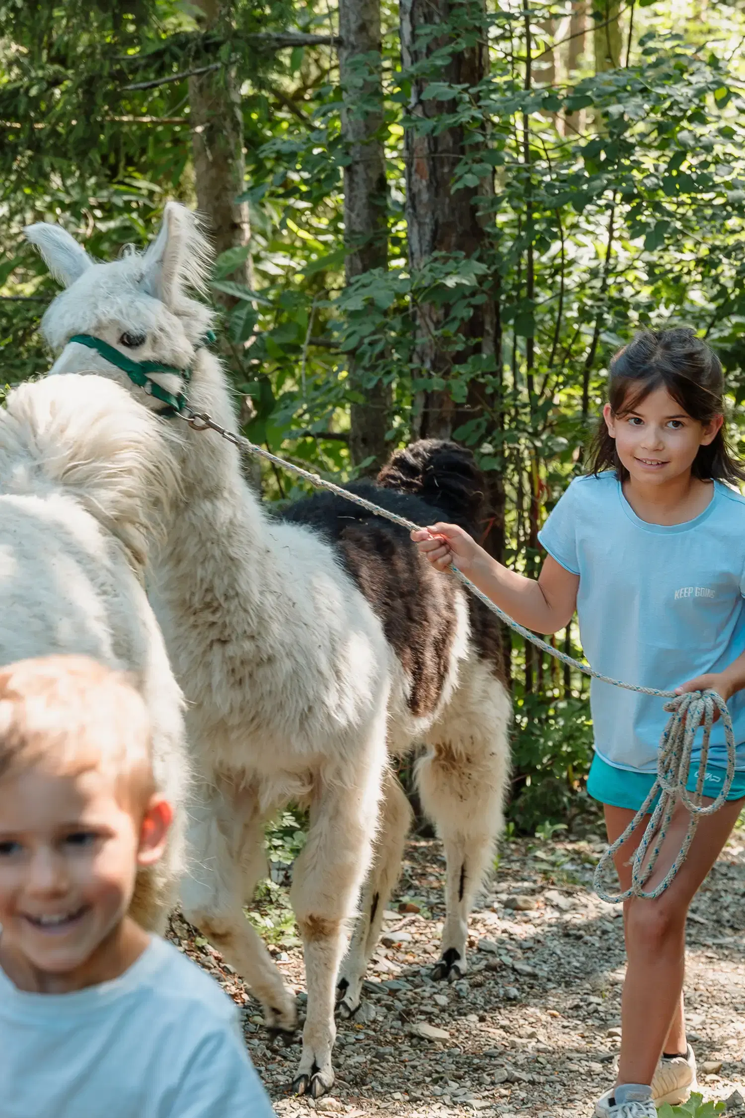 Passeggiata dei lama