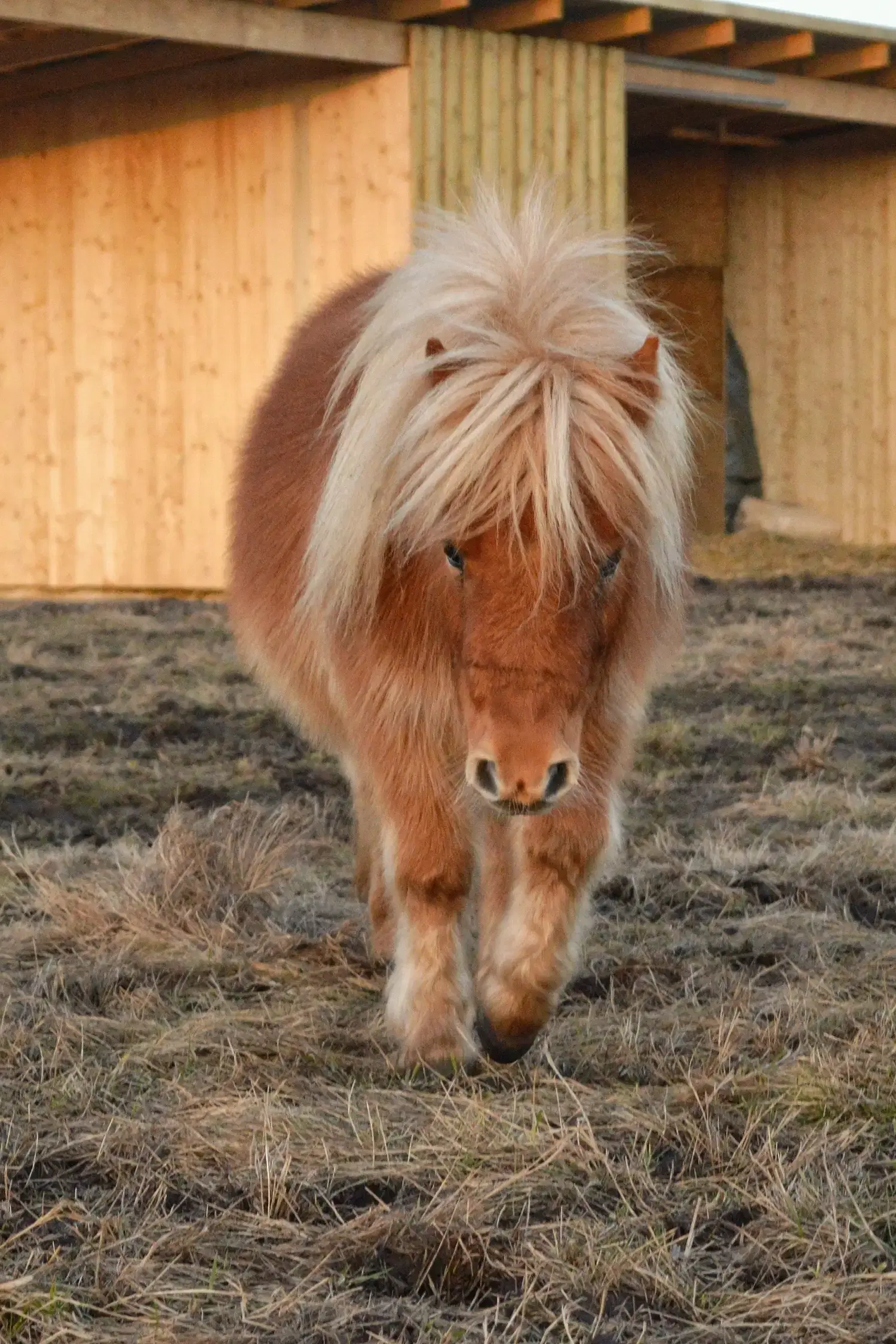 Ponyfarm