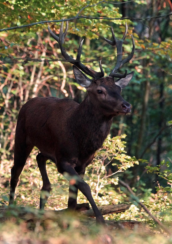 Wildtierbeobachtung im Tannheimertal.