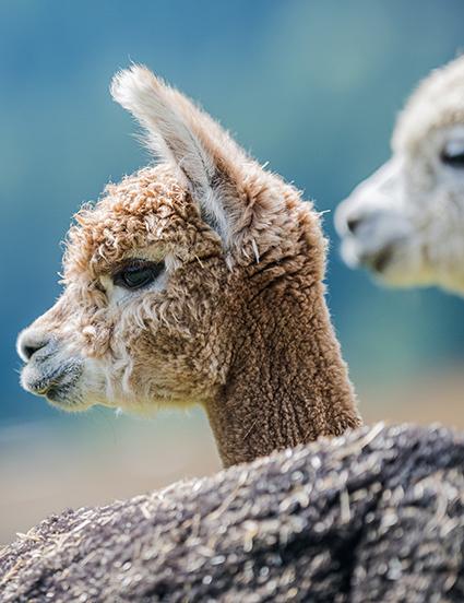 Winkis Tierpark