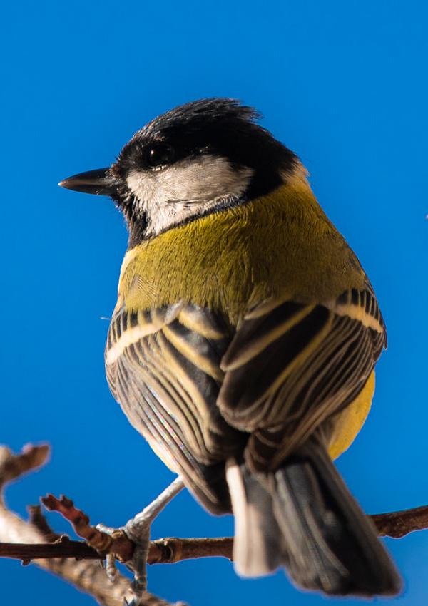 Birdwatching in Patsch: Rosengarten nature reserve