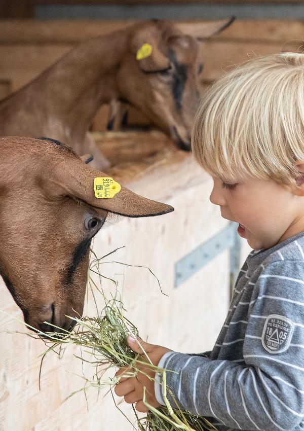 Erlebnissennerei Zillertal & Schau-Bauernhof 