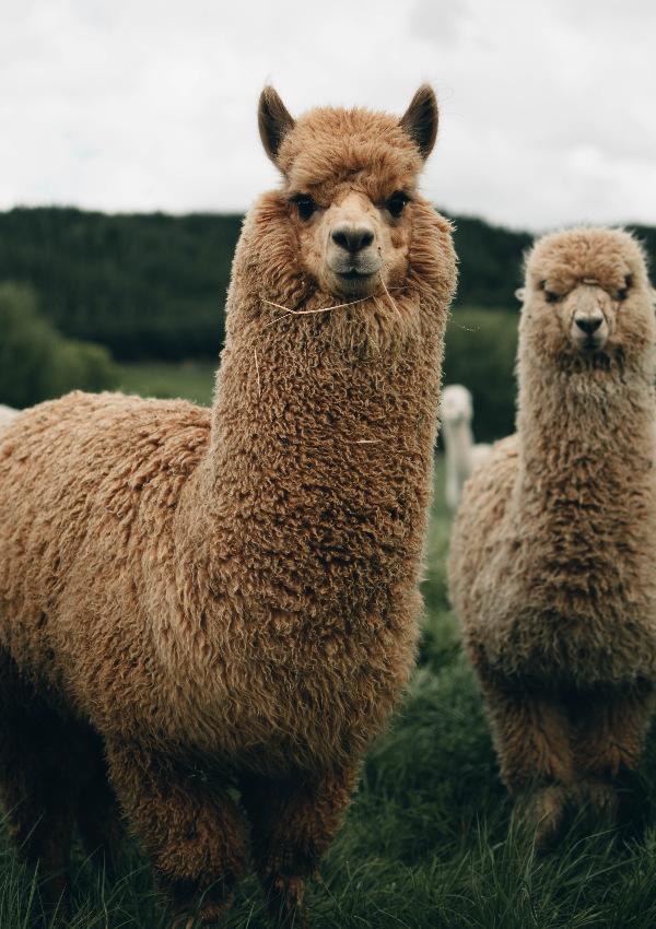Lama Trekking