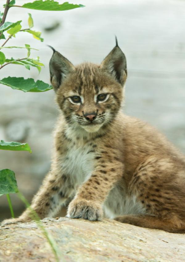 Staunend im Wildpark