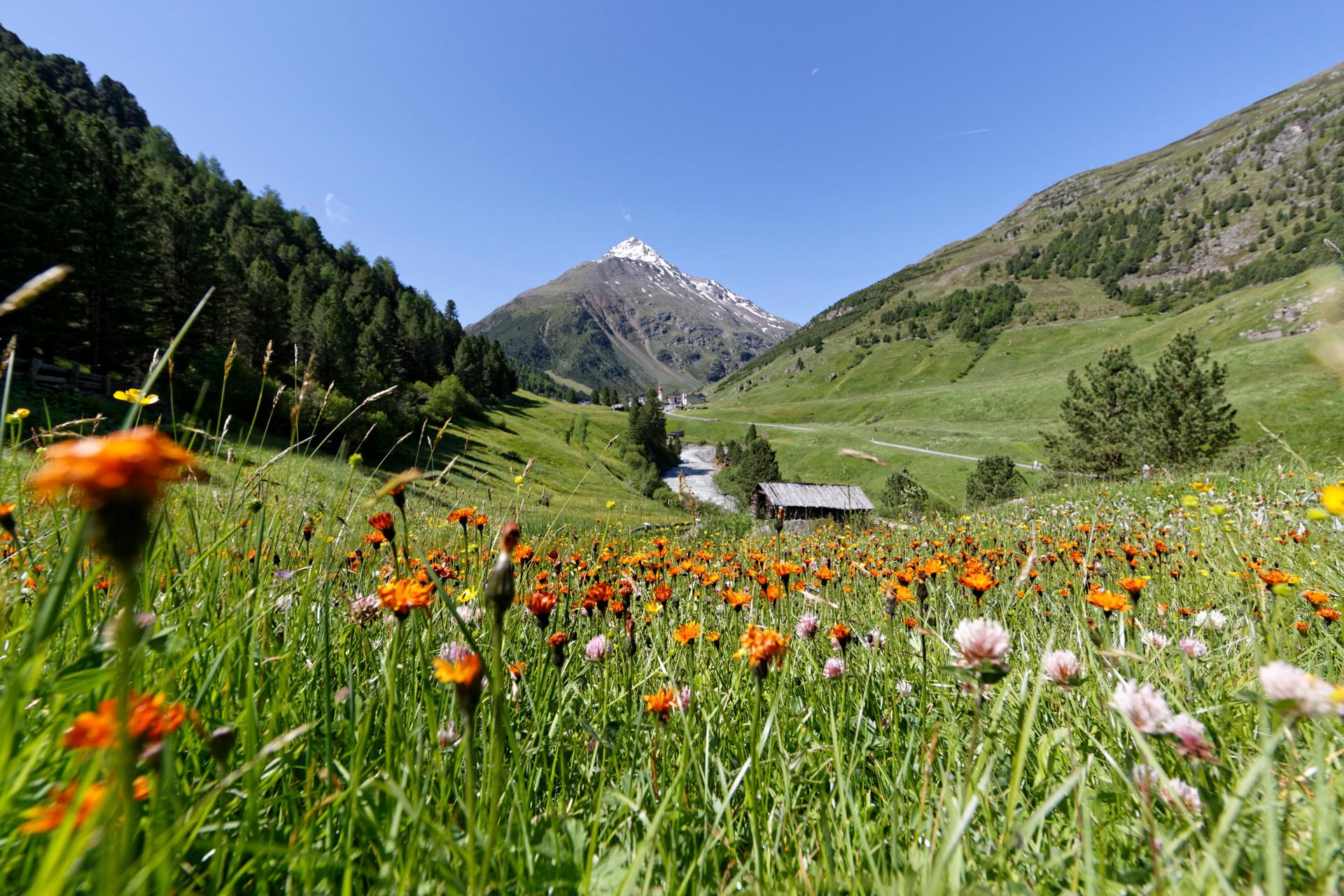 Arnica, Ötzi & more with the Ötztal Nature Park