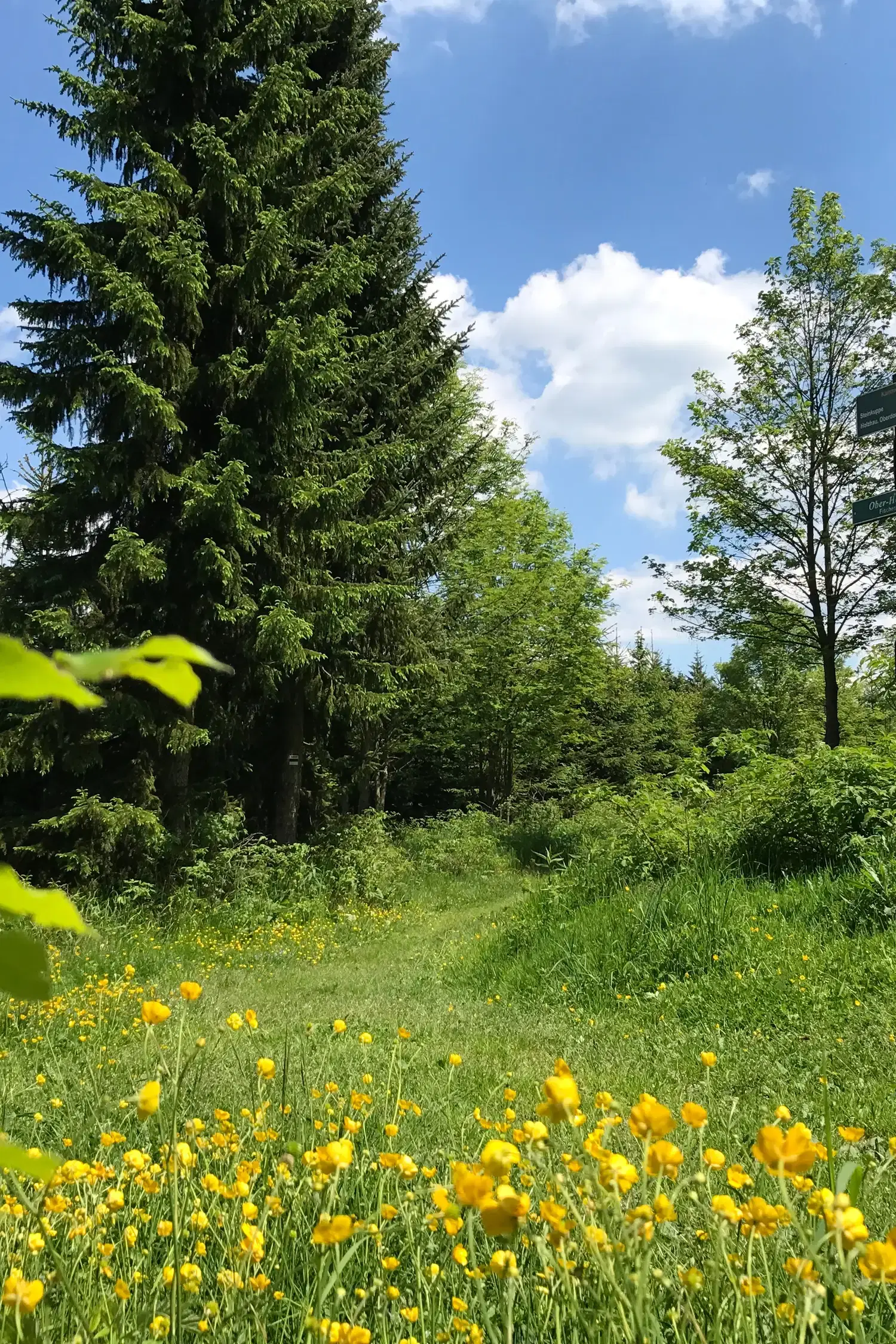 Summer Vacation Hiking Week in Altenberg | July 25, 2026 – August 2, 2026
