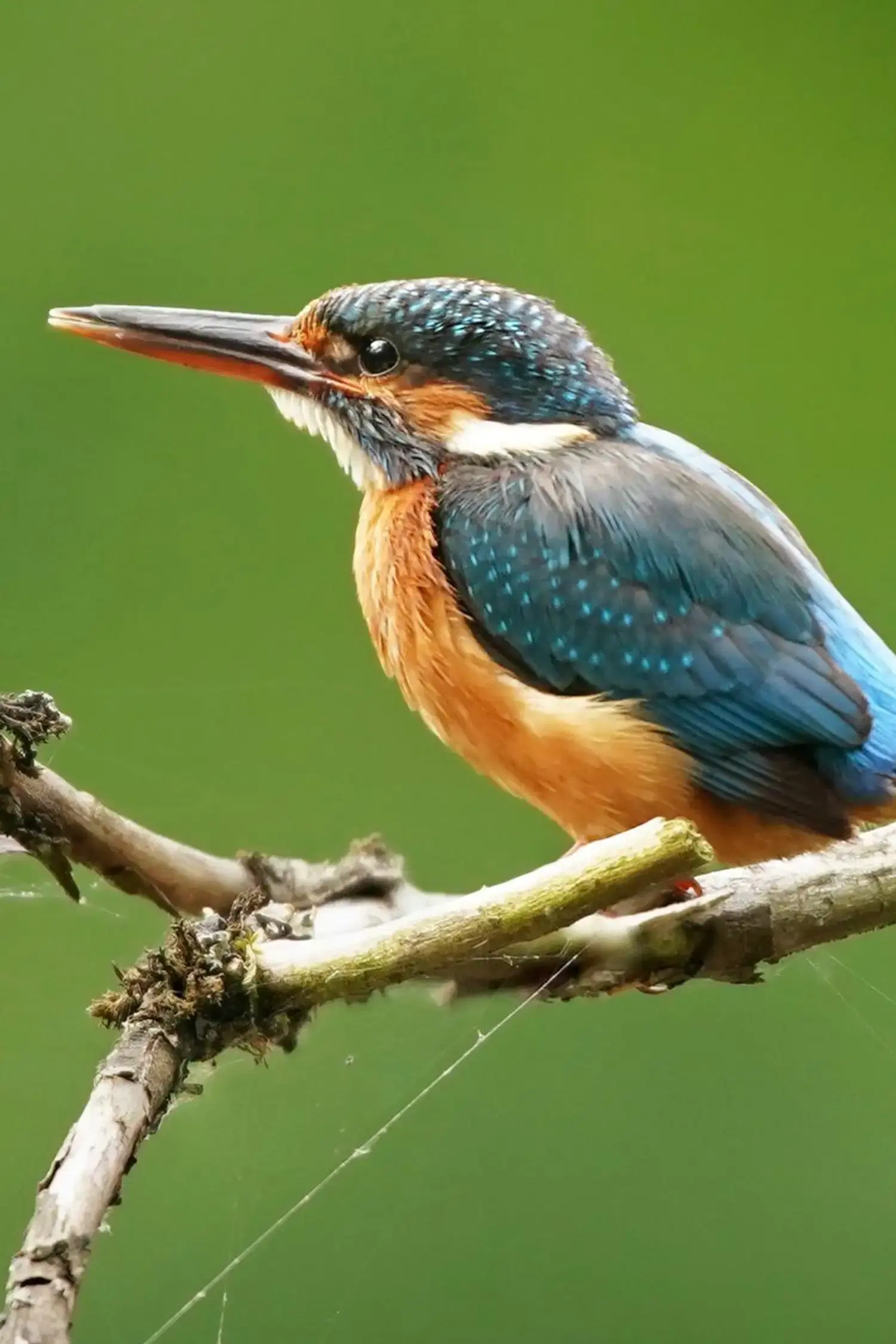 Die Vogelwelt rund um den Rehbach entdecken 🐦 
