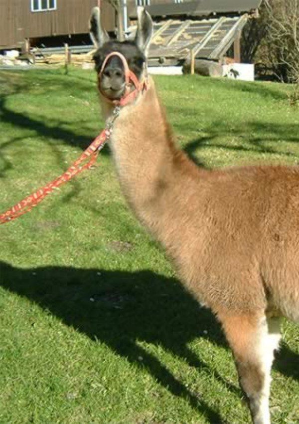 Alpaka-Erlebnis