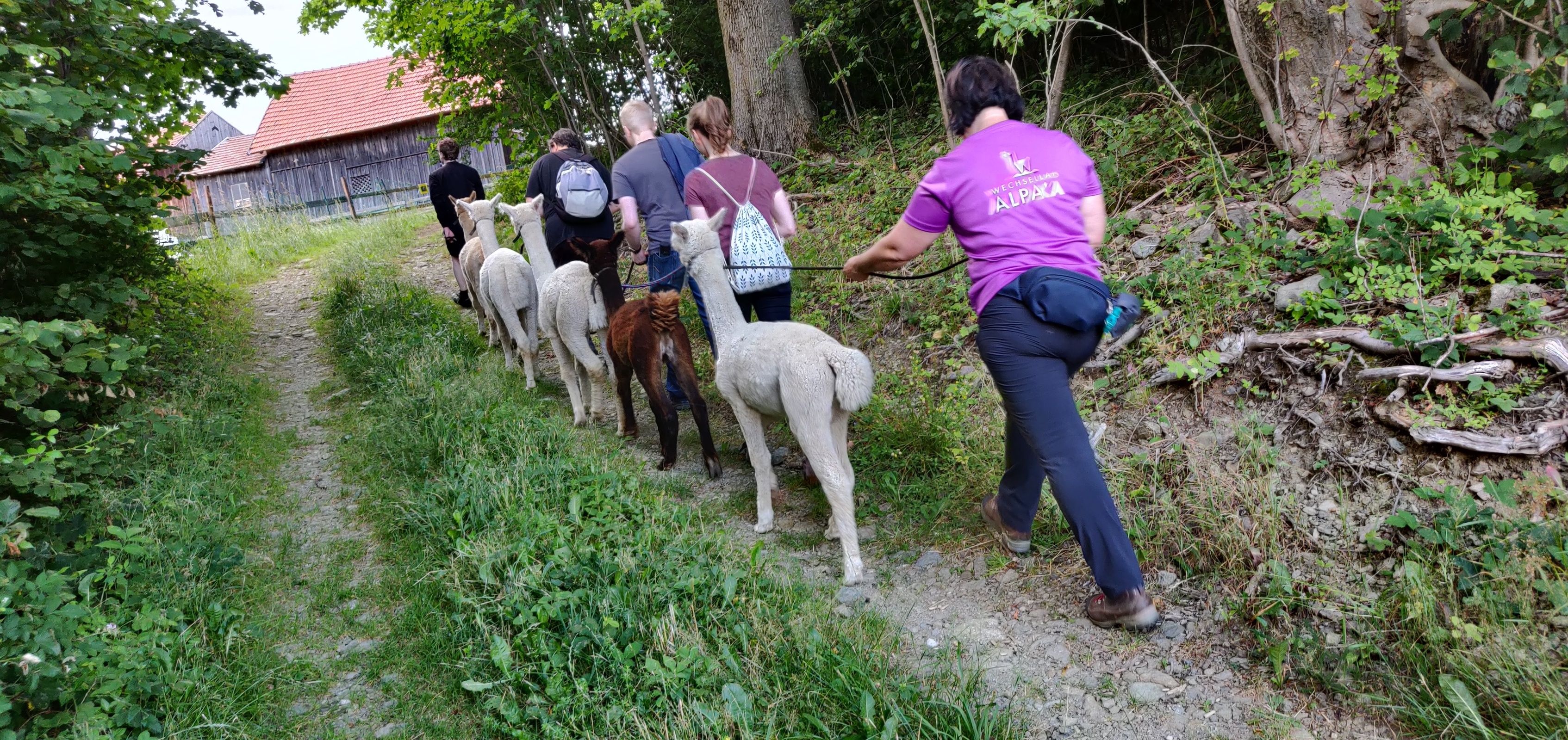 Alpaka Spaziergang mit Picknick in den Sommerferien