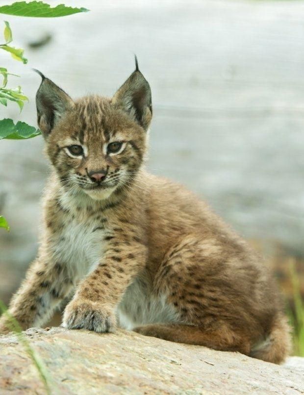 Erlebniswelt Assling mit Wildpark