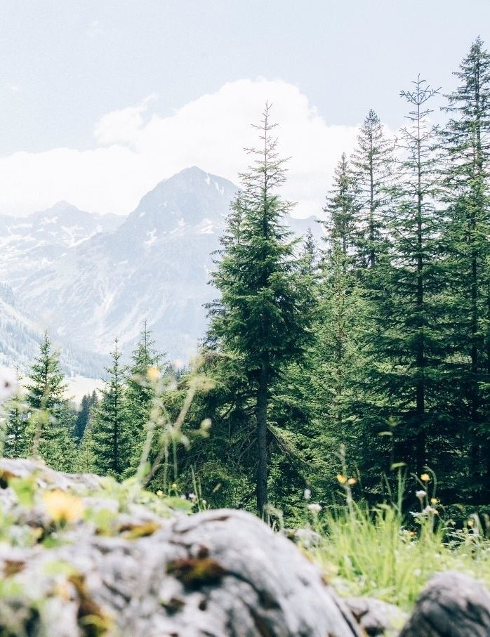 Leichte Wanderung: Rüfikopf - Monzabonalpe
