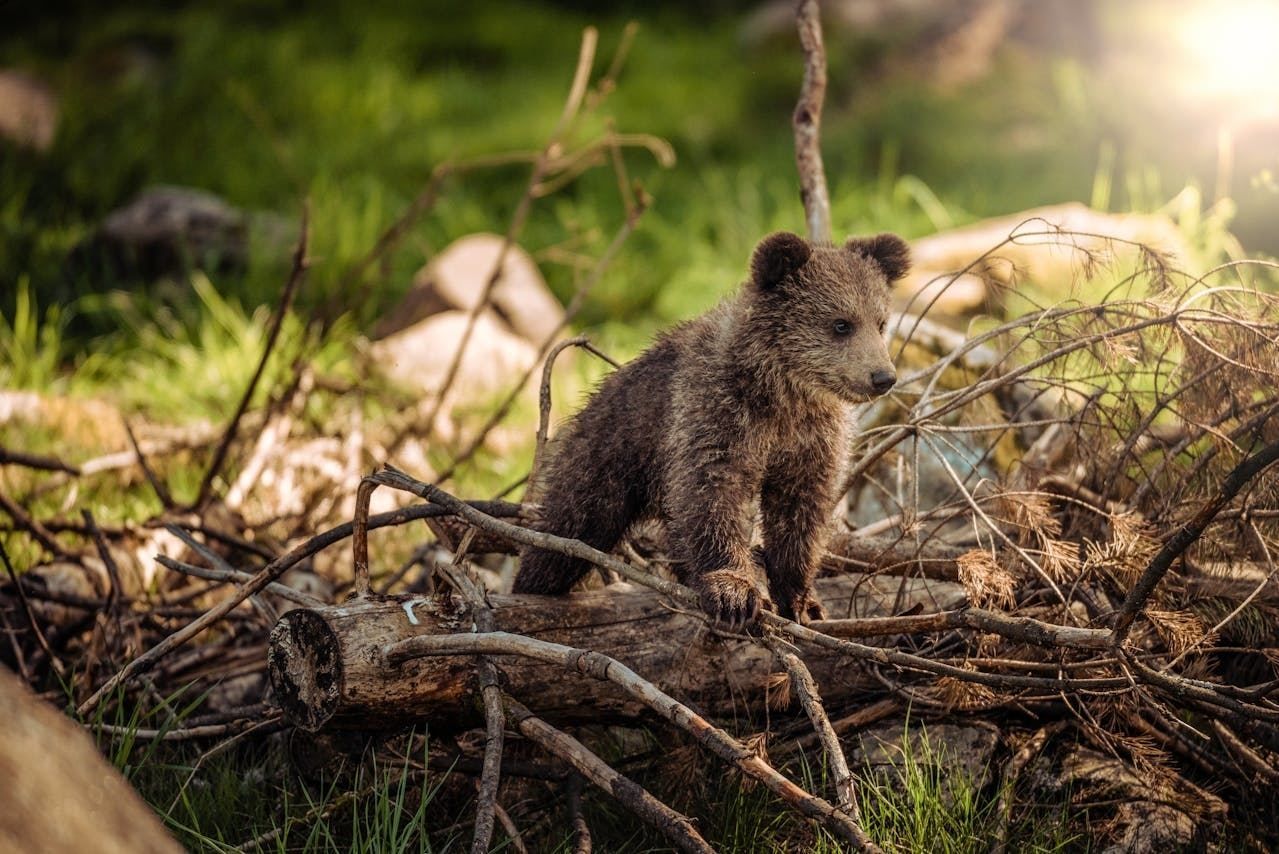 Familienabenteuer im Wildpark Grünau