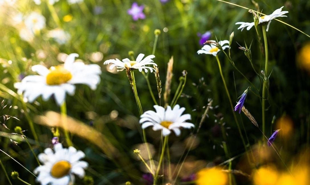 Brixentaler Bergkräuter-Wanderung