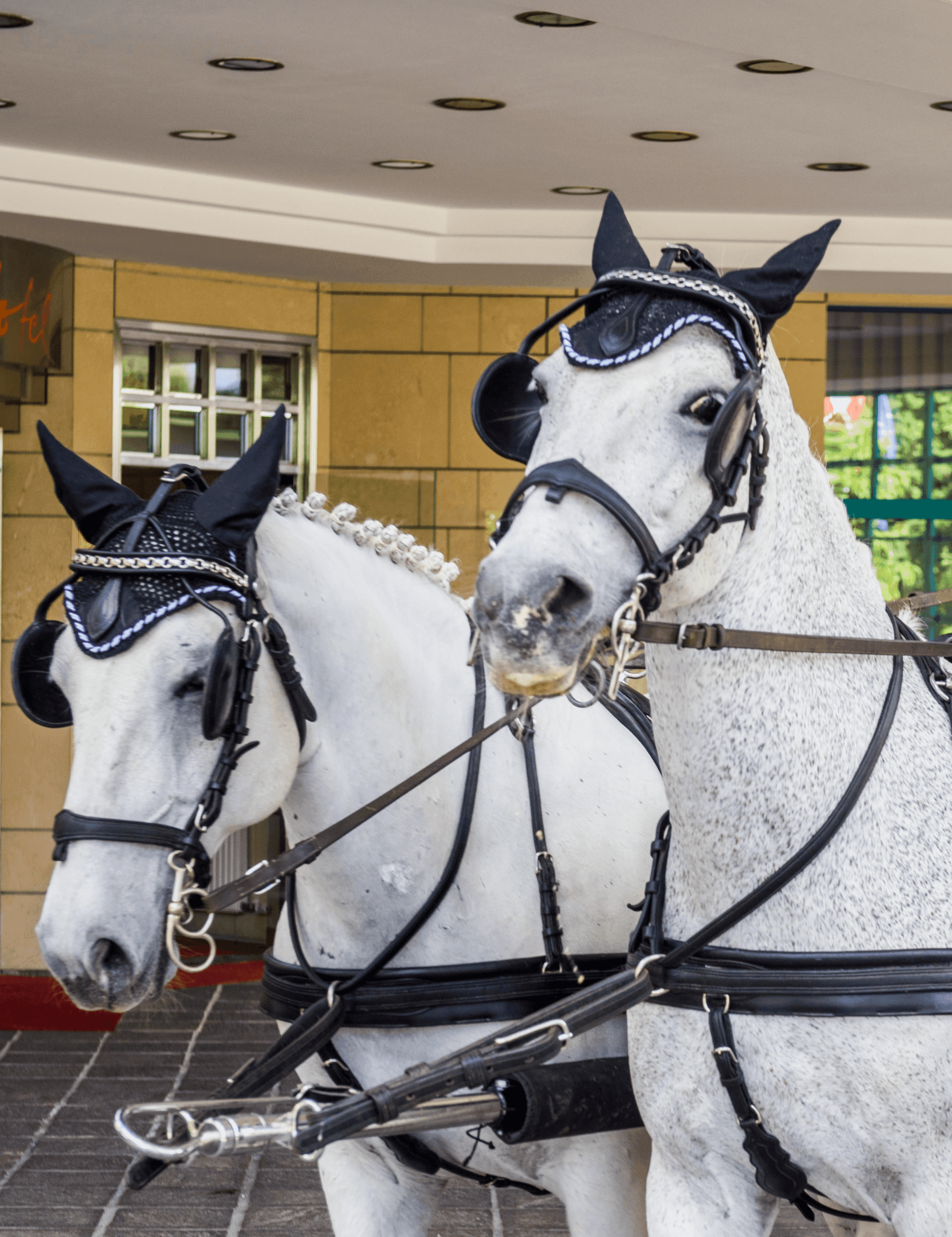 Private Kutschenfahrt