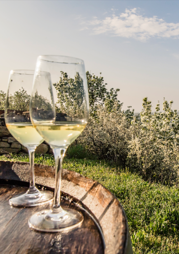 Weinverkostung. In unserer Gebietsvinothek Retzer Land