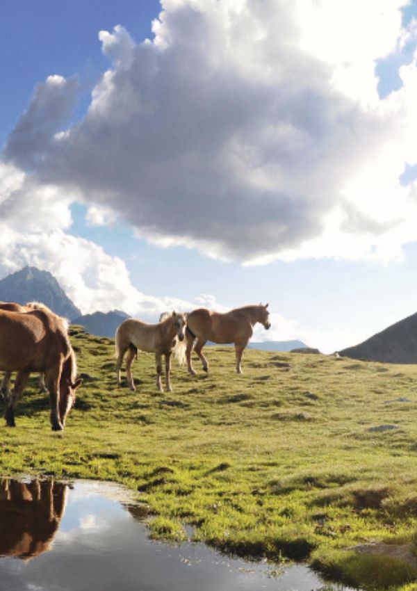 Reiten mit Islandpferden in Kühtai