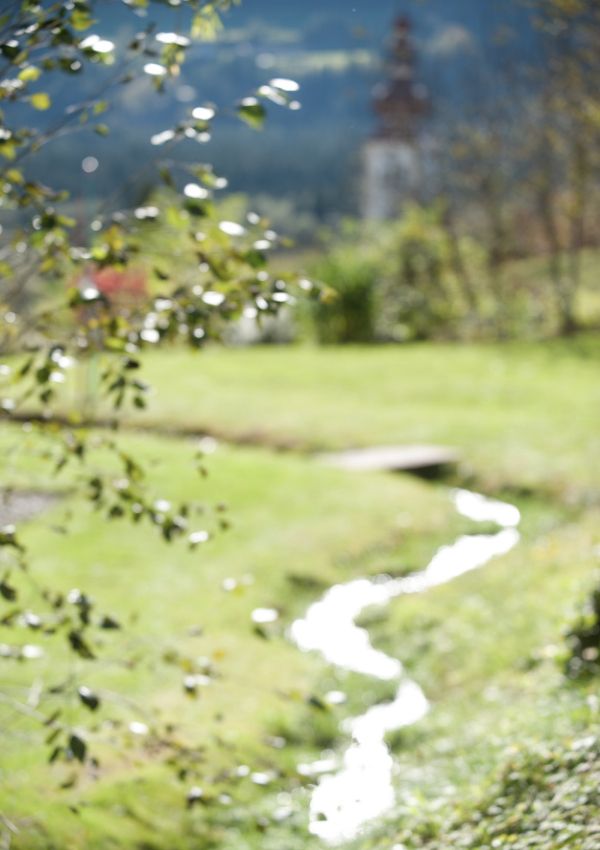 Waldbaden "Shinrin Yoku"