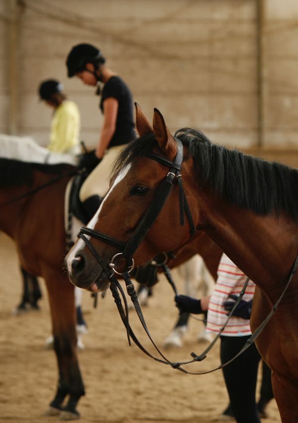 Reitstunden bei Christine - Longe für Anfänger