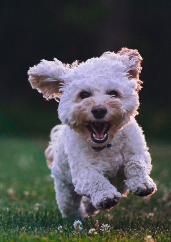 4Beiner Willkommen - Hunde Sitting