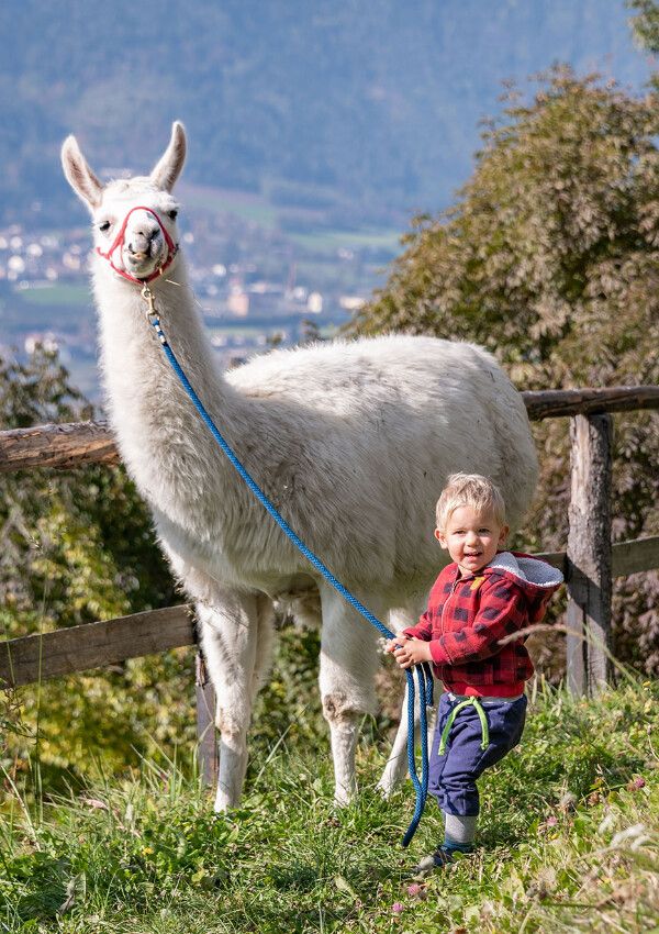 Tierisches Vergnügen: Lama-Spaziergang