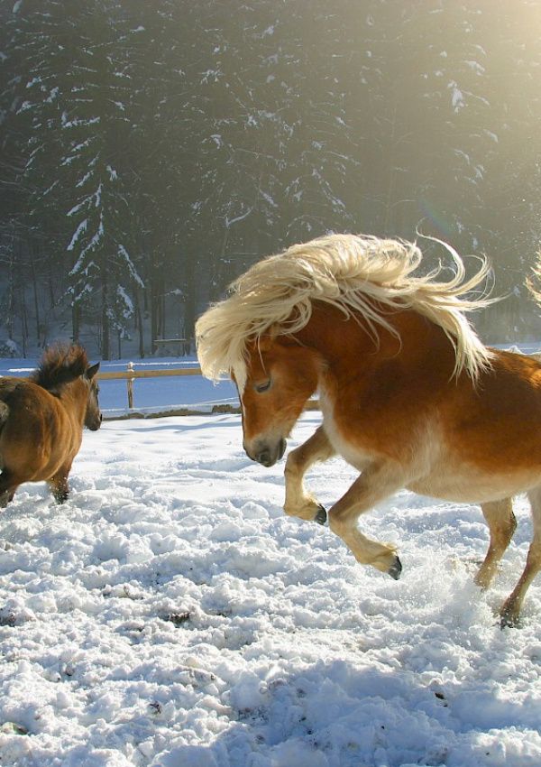 Ausritt durch's Winter Wonderland