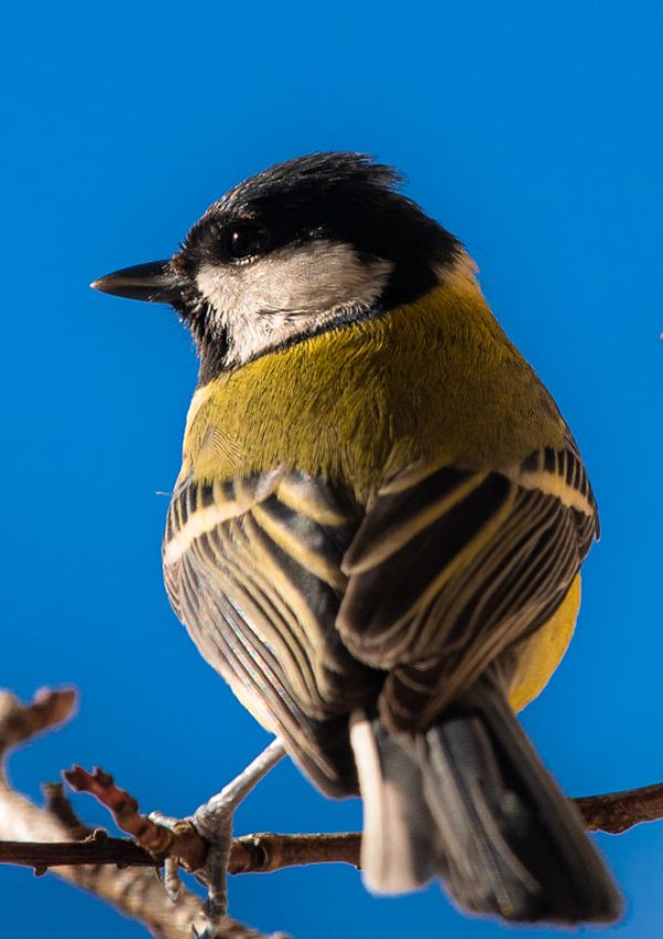 Birdwatching in Patsch: Naturschutzgebiet Rosengarten