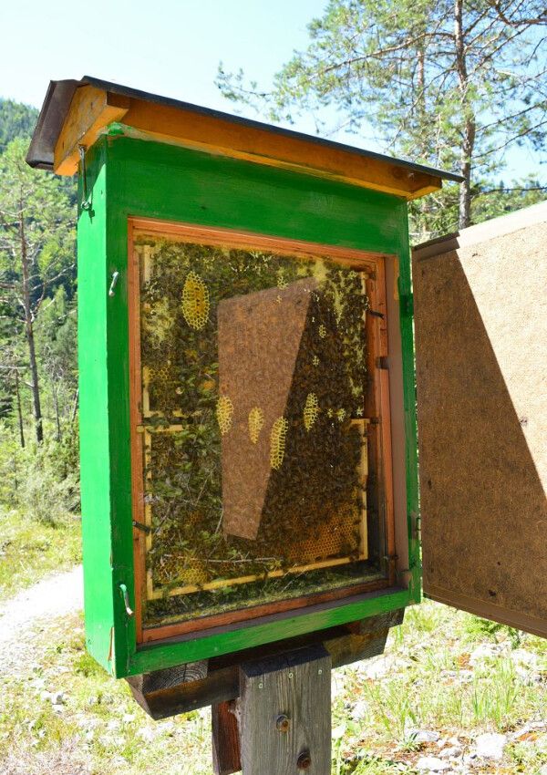 Den Bienen auf der Spur | Bienenlehrpfad & Bio Imkerei Tirol
