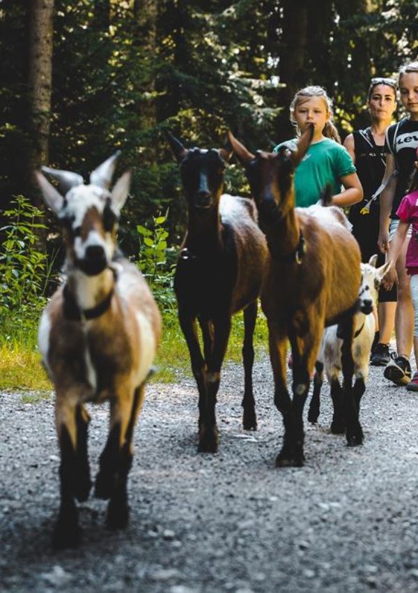 Ziegenspaß in NICOs Kräuterküche