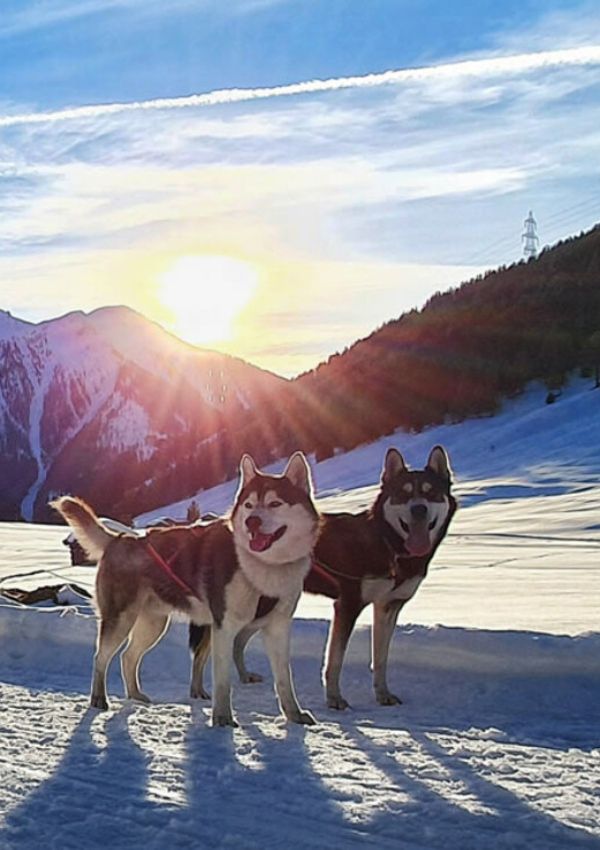Husky Schlittenfahren