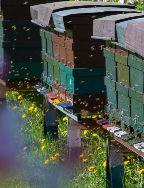 Abenteuer Bienenwald