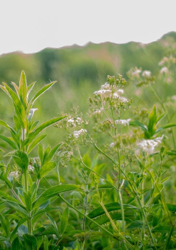 Kräuterhexen aufgepasst - Kräuterwanderung