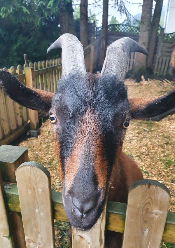 Auf in den Kasparbauer Streichelzoo!