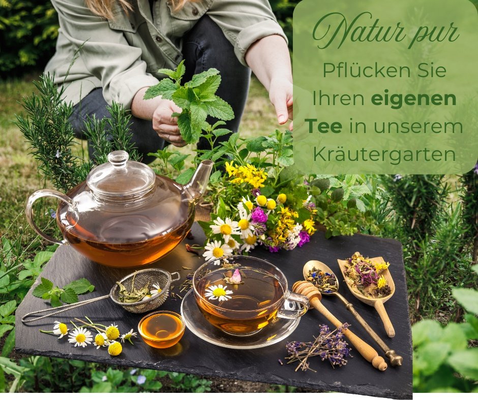 Natur Pur: Kräutertee aus eigenem Anbau - selbst gepflückt