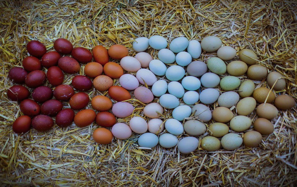 Frische Eier direkt aus dem Hühnerstall: Ein Frühstückserlebnis der besonderen Art