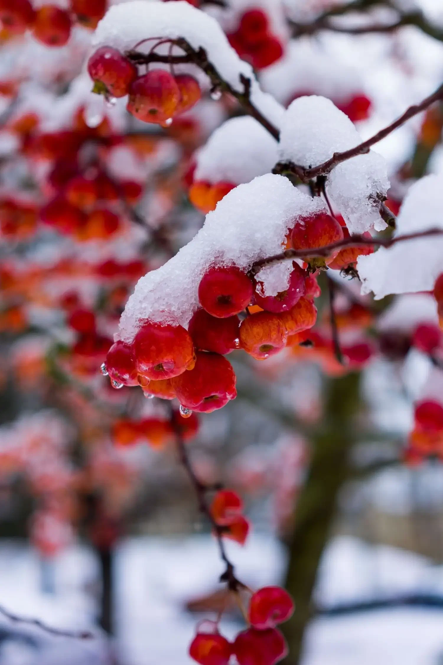 Bodensee-Guide-Tour "Winterzauber am Gehrenberg"