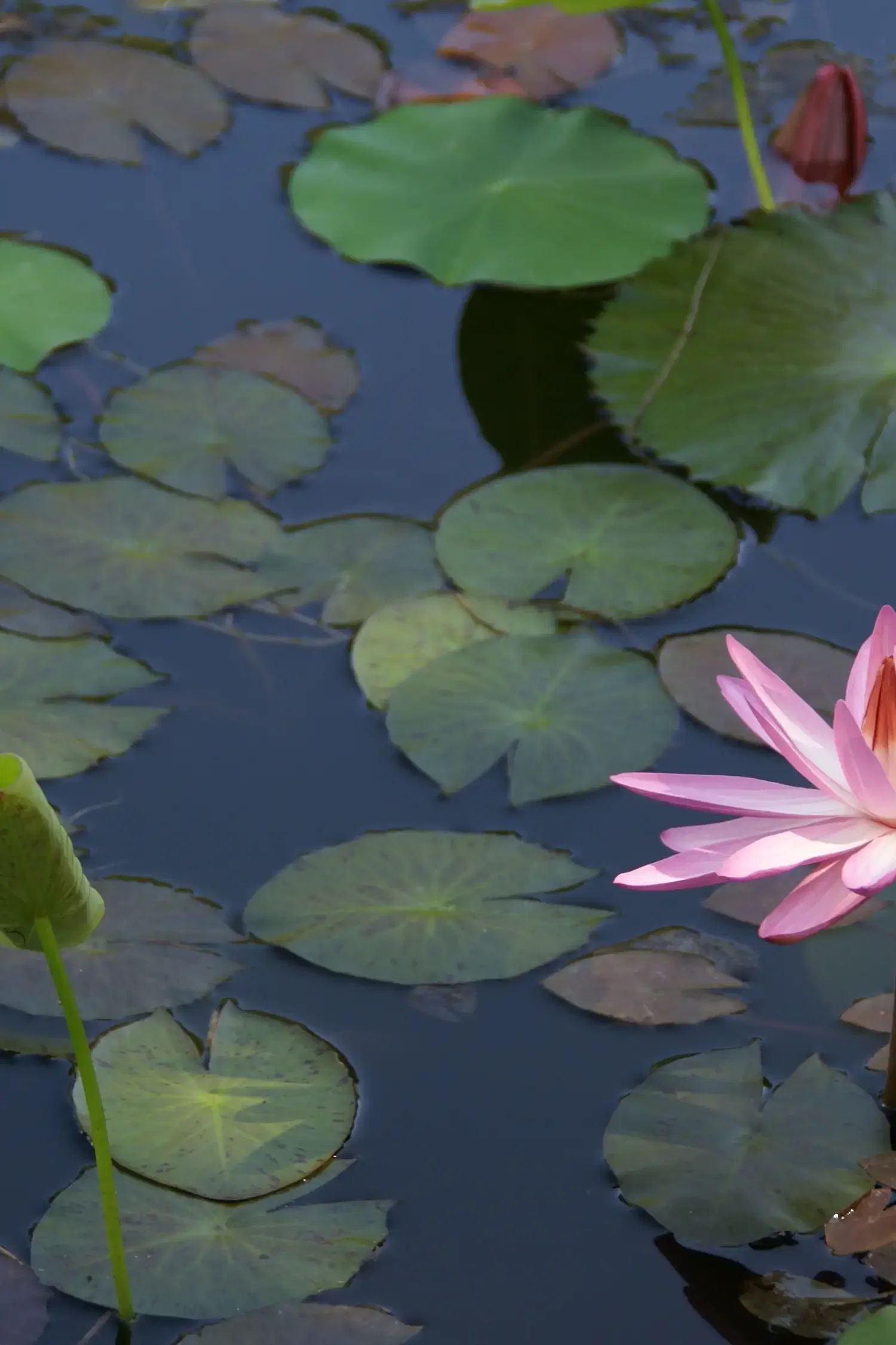 Gartenfest am Teich – Spiel, Spaß & Familienaction 