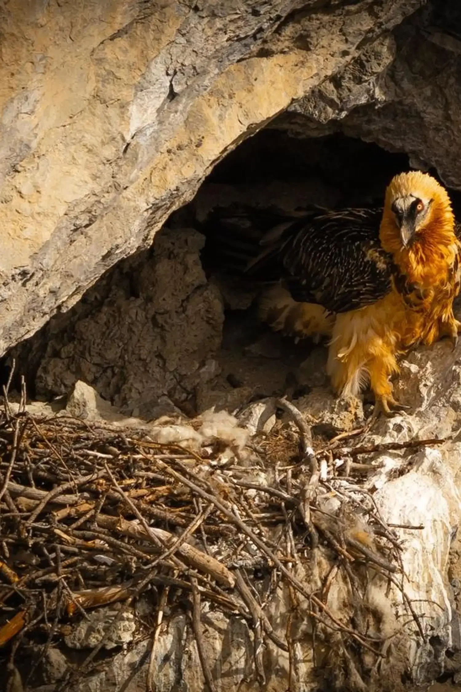 2nd treasure: The return of the bearded vulture