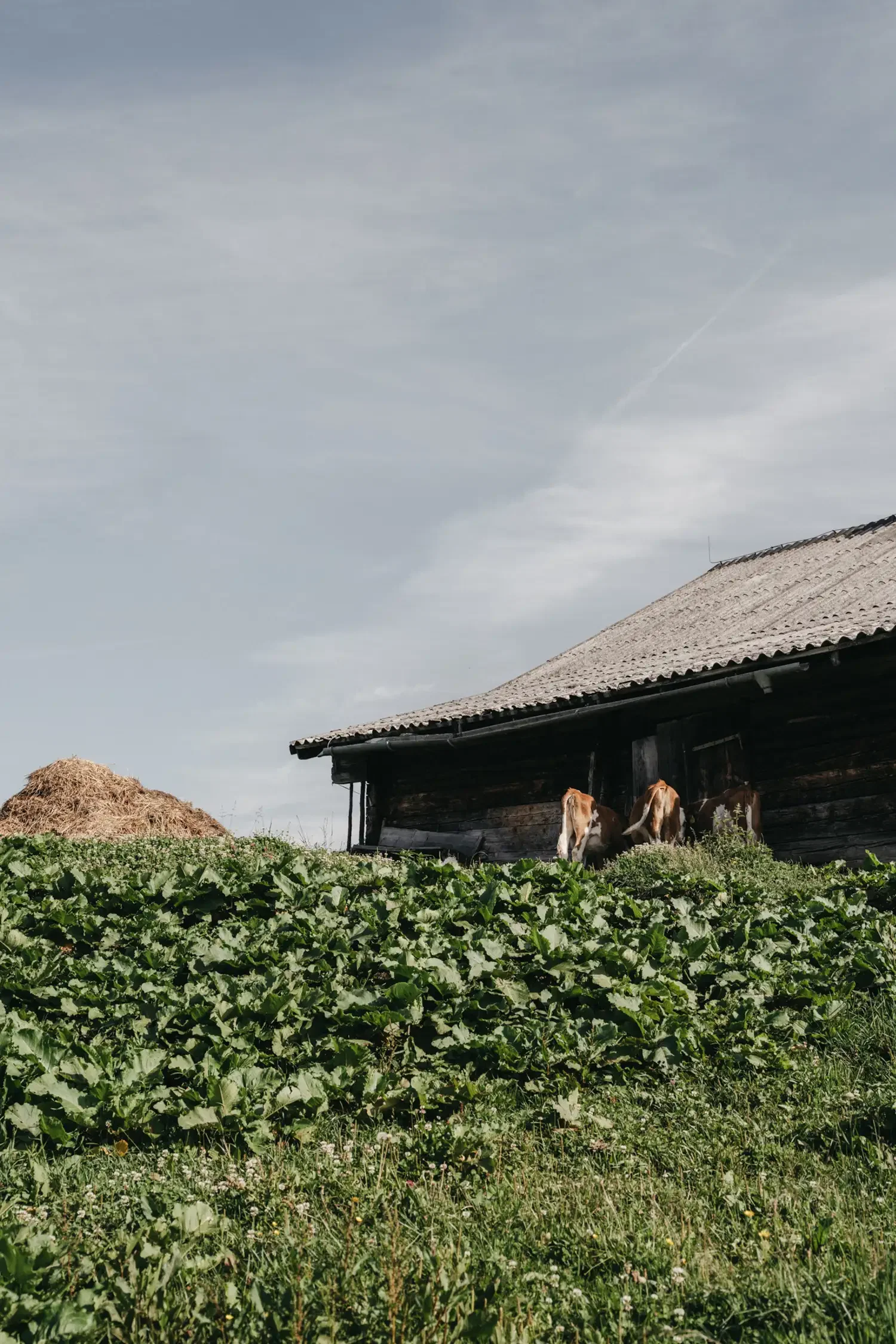 Hiking bus Herbie | Hut hike - Vogeihütte