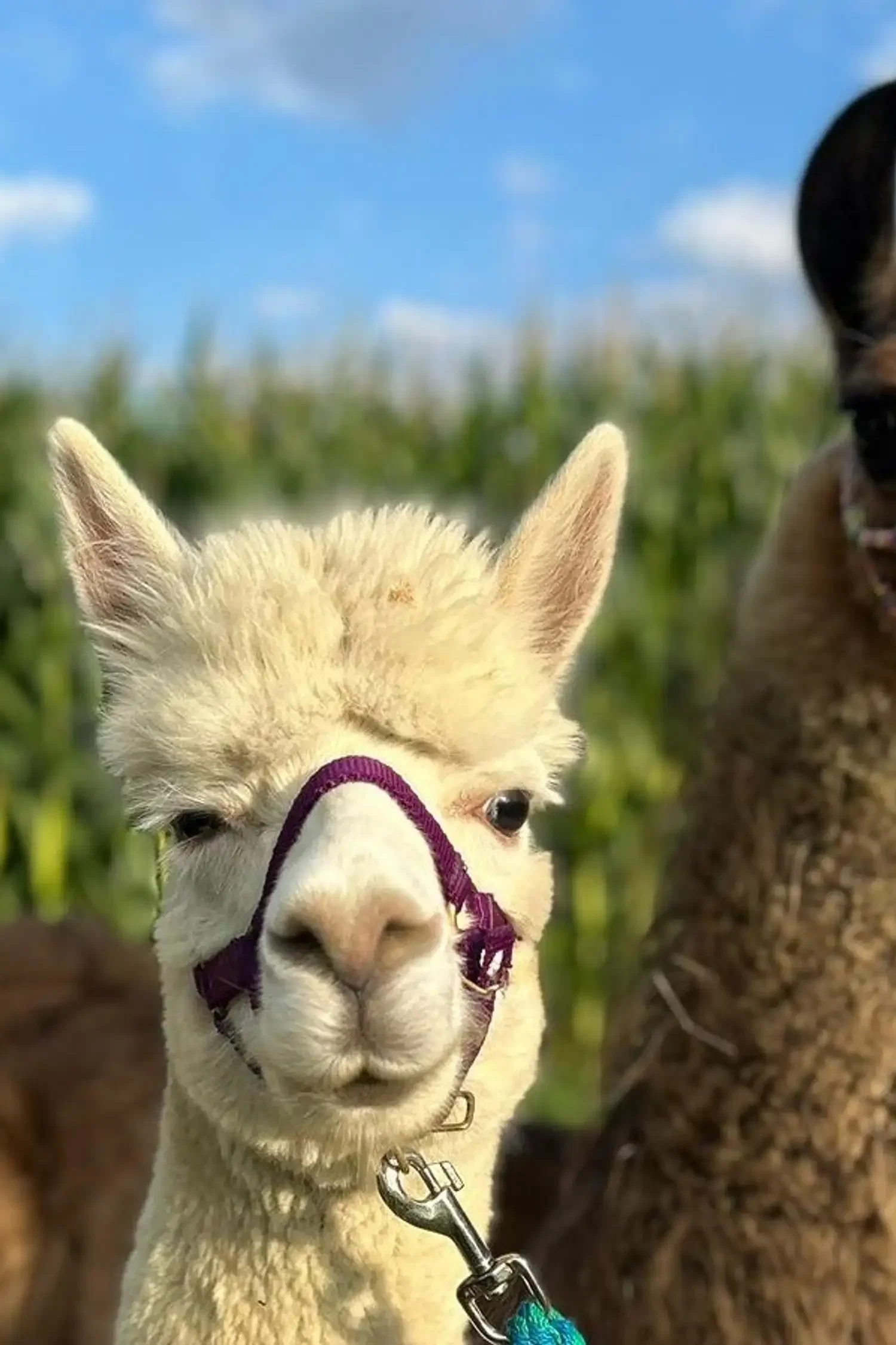 Spaziergang mit den Schlosslamas
