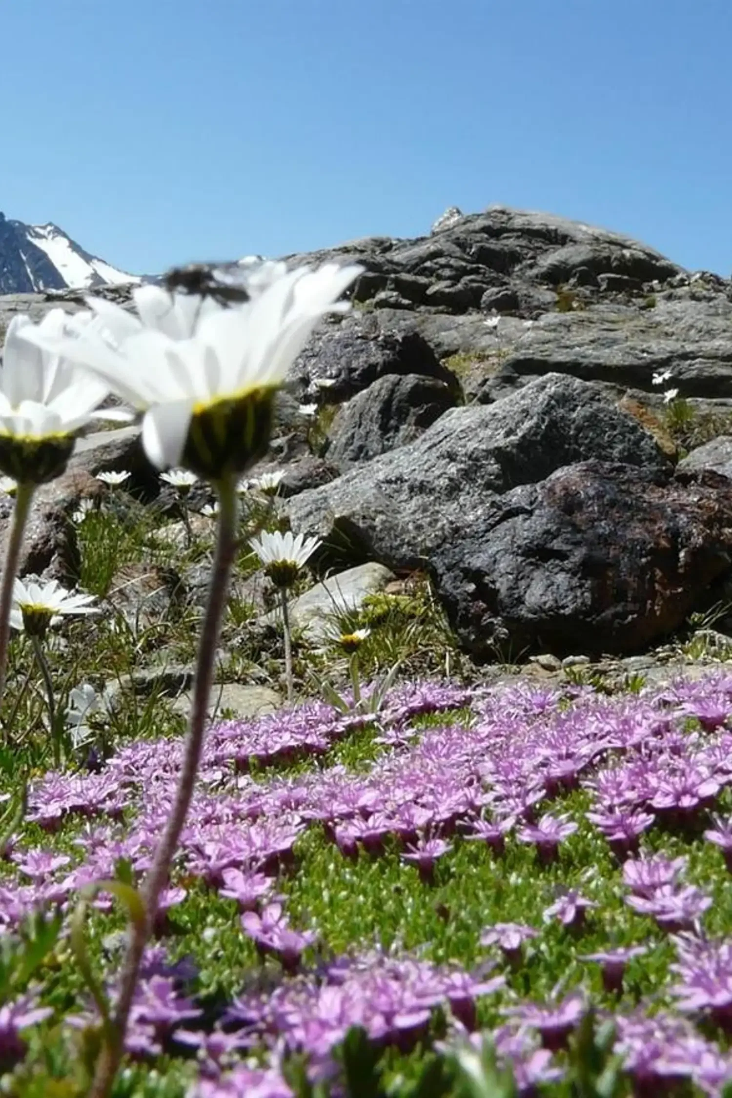 Glaciers, geology & history - on an expedition through the high mountains