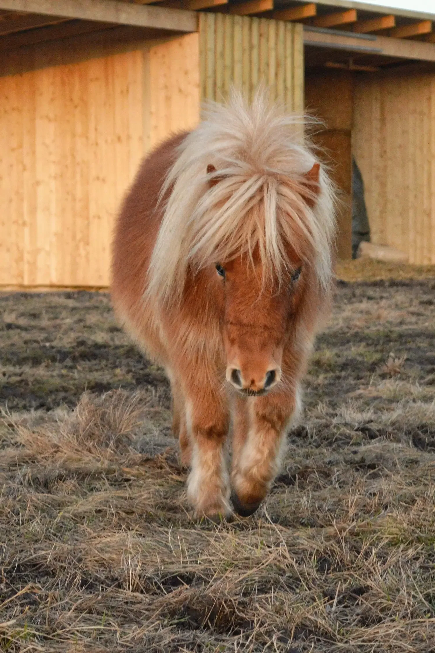 Ponyfarm