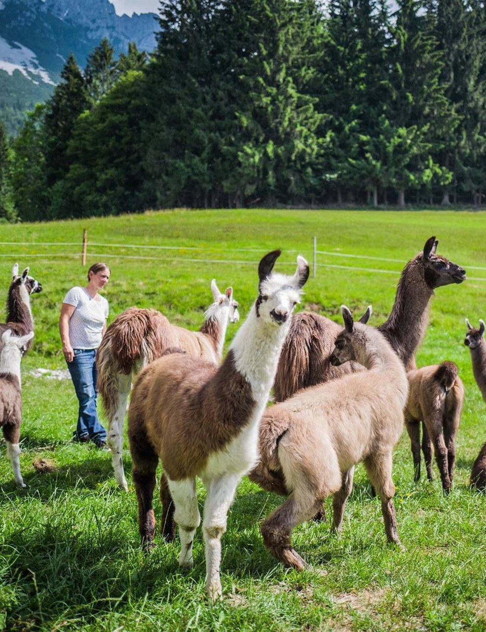 Llama trekking with our fluffy four-legged friends