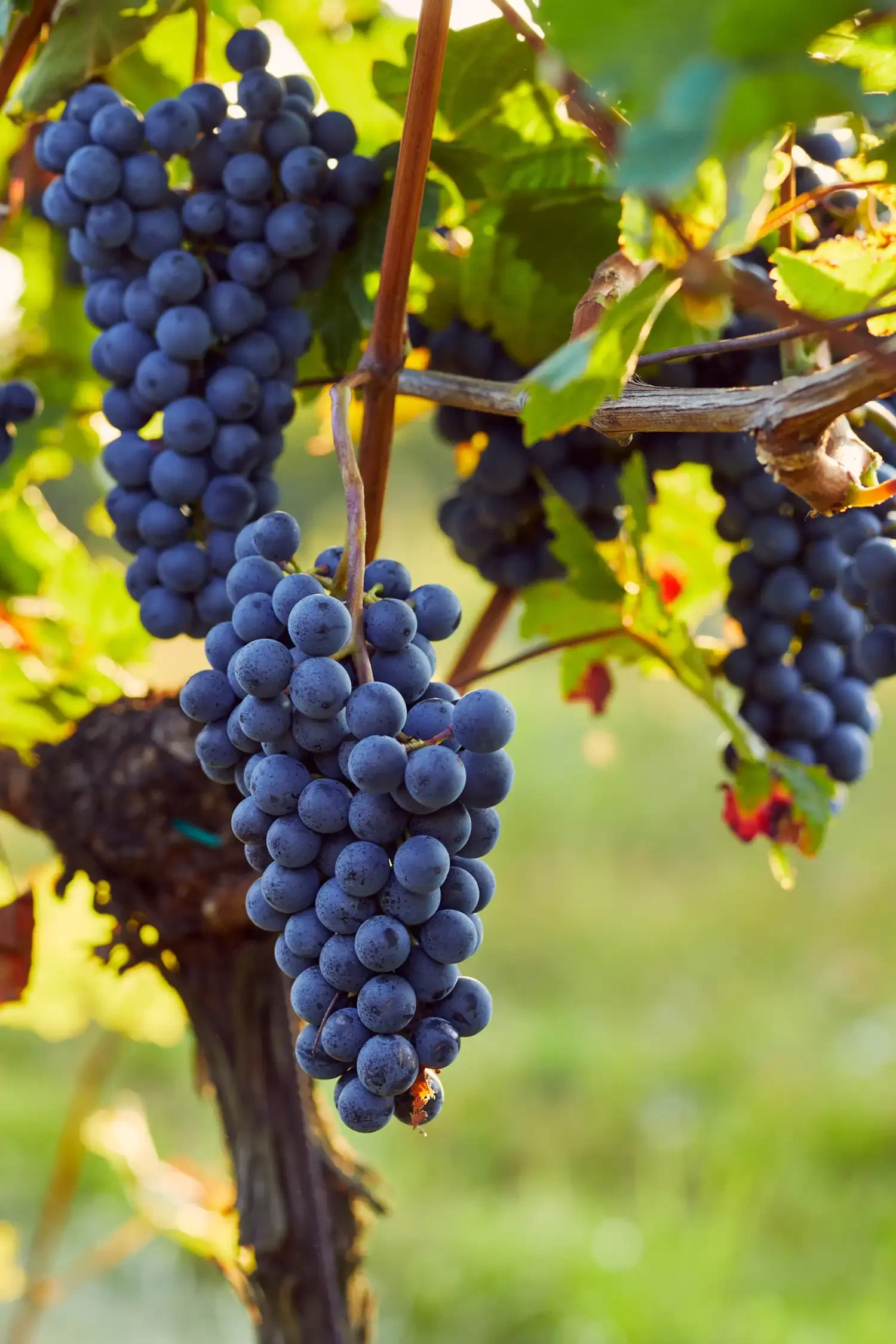 Wine hike to the Bermatinger wine festival