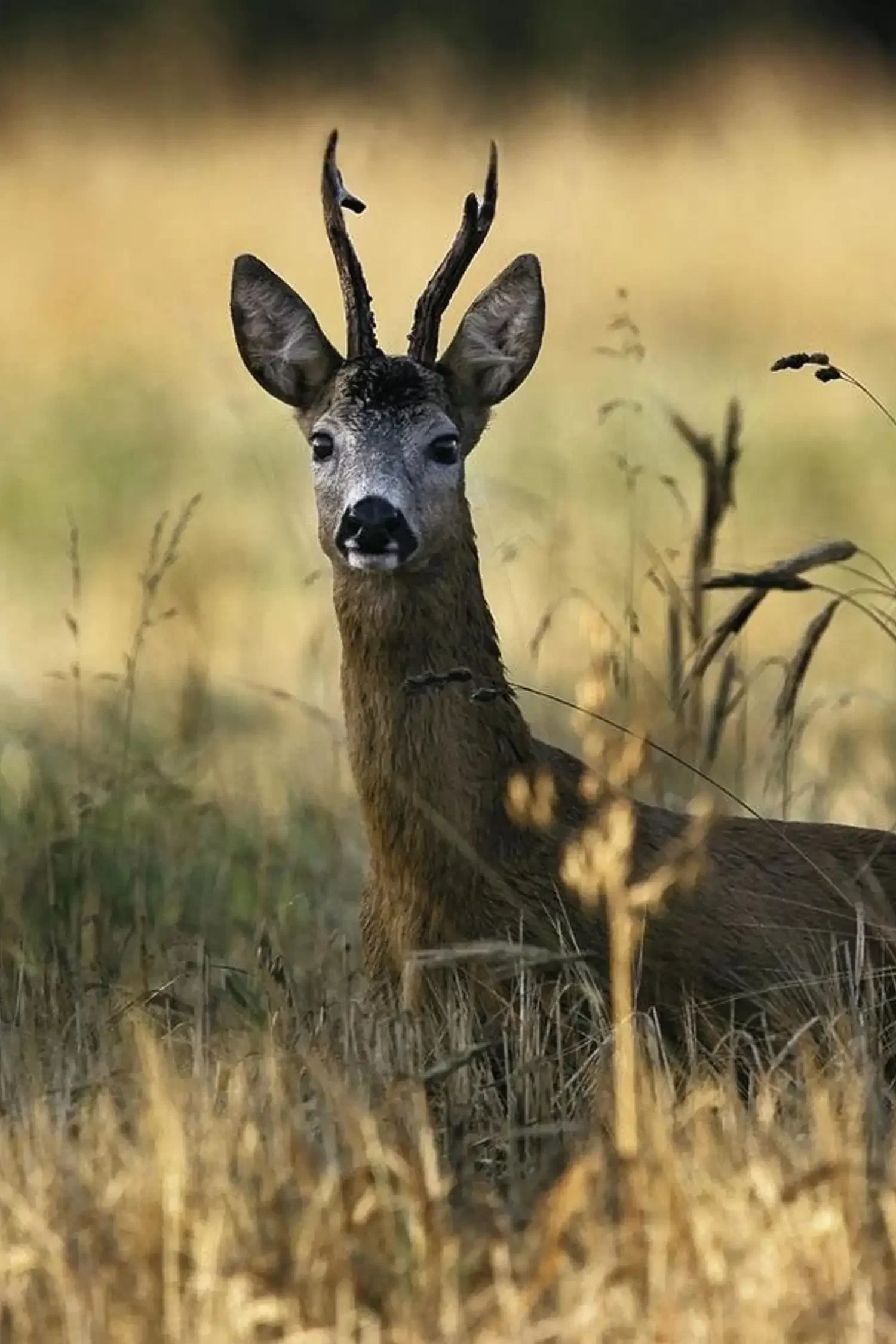 Den Wildtieren auf der Spur - Wanderung in St.Sigmund im Lüsenstal