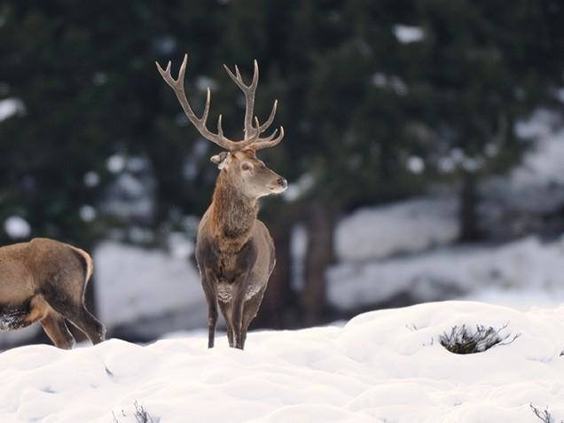 Wildtierbeobachtung Schaufütterung Habachtal
