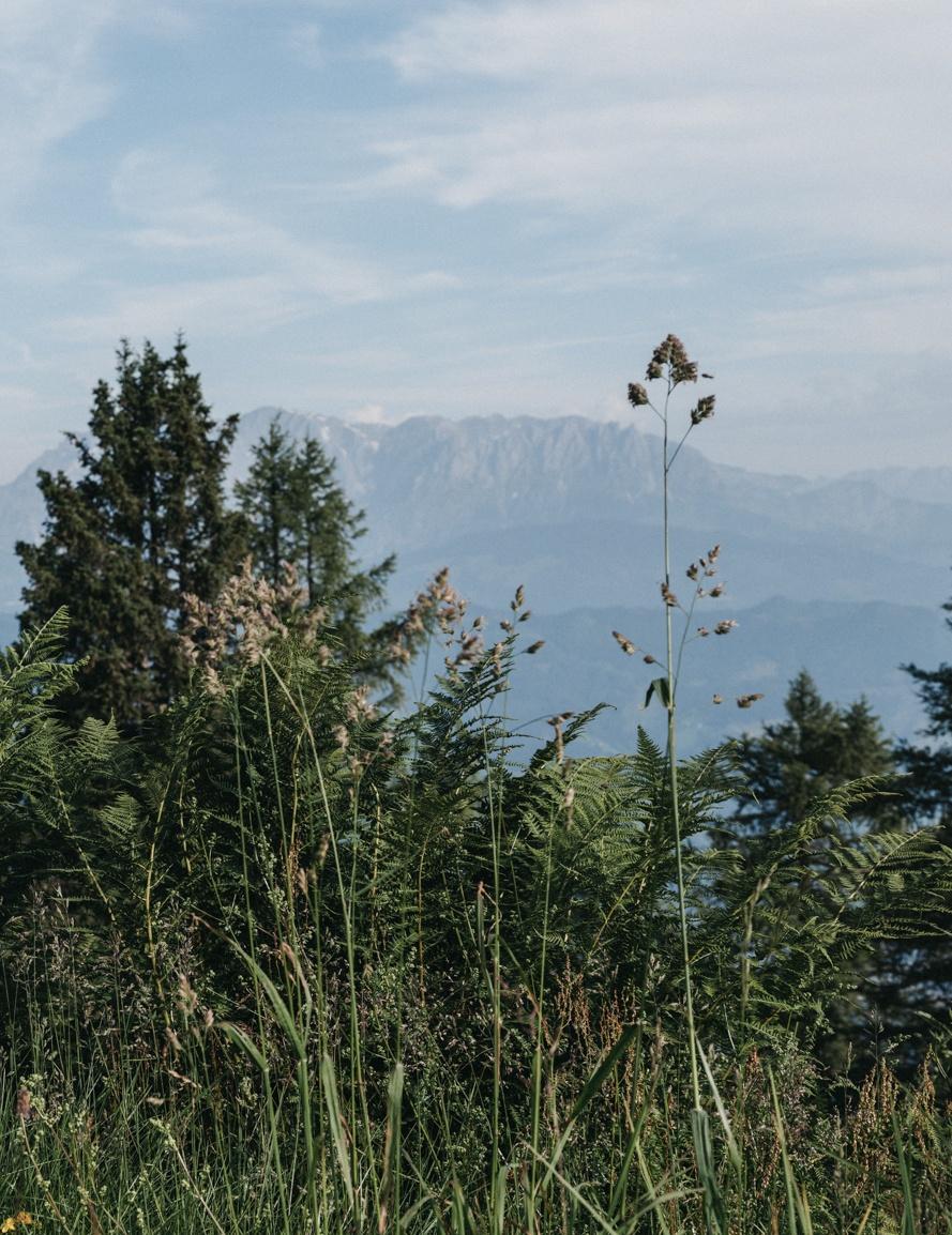 Wanderung zur SternAlm mit Baumlehrpfad - leicht